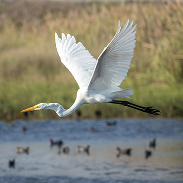 Humedal desembocadura rio Lluta