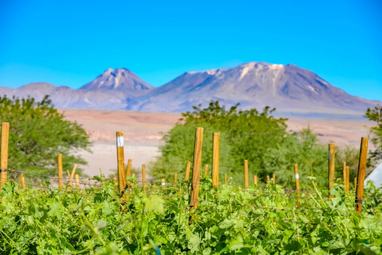 Fiesta de la Integración Regional Vendimia 2025🍇
